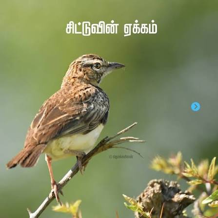 சிட்டுக்குருவியின் ஏக்கம்.!