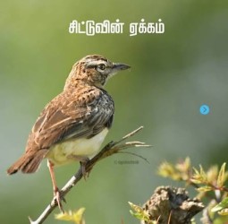 சிட்டுக்குருவியின் ஏக்கம்.!