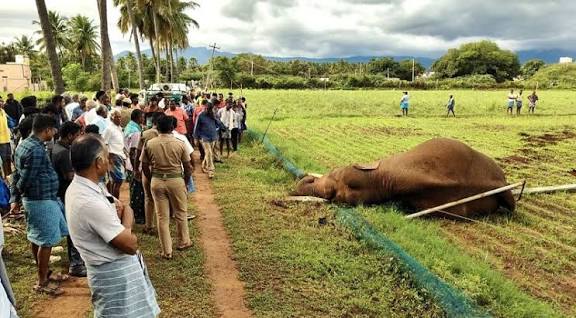 தொண்டாமுத்தூர் அருகே மின்சாரம் பாய்ந்து யானை பலி