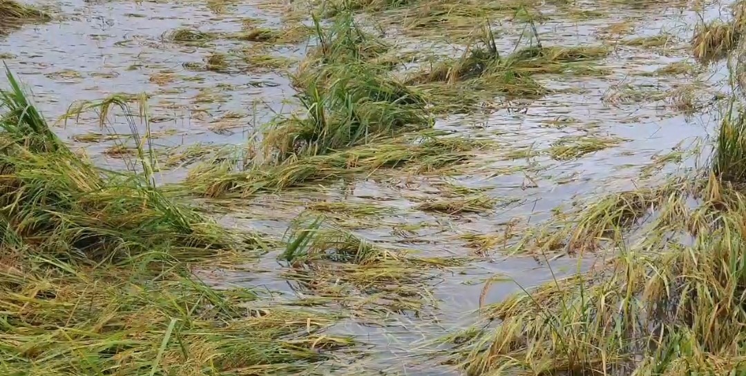 தொடர் மழையால் தலையாமழை கிராமத்தில் வெள்ள நீரில் மூழ்கிய பயிர்கள்