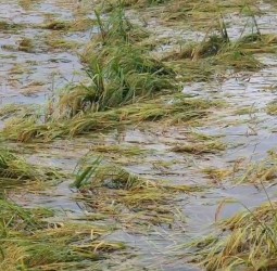 தொடர் மழையால் தலையாமழை கிராமத்தில் வெள்ள நீரில் மூழ்கிய பயிர்கள்