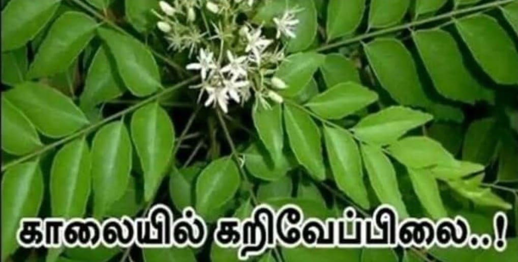 காலையில் கறிவேப்பிலை