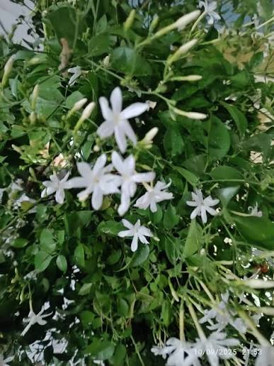 பூ க்(களை) பறிக்காதீர்....