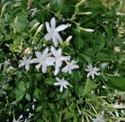 பூ க்(களை) பறிக்காதீர்....