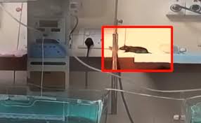 மத்திய பிரதேசத்தில் சோகம்: அரசு மருத்துவமனை ஐ.சி.யு.வில் எலி கடித்த 2-வது குழந்தையும் பலி