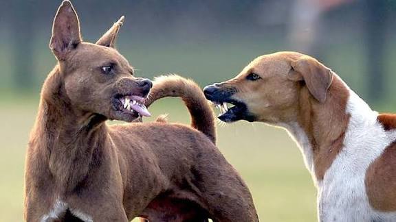 மகாராஷ்டிராவின் கல்யாண், டோம்பிவலி நகரங்களில் ஒரே நாளில் 67 பேர் நாய்க்கடியால் பாதிப்பு
