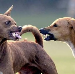 மகாராஷ்டிராவின் கல்யாண், டோம்பிவலி நகரங்களில் ஒரே நாளில் 67 பேர் நாய்க்கடியால் பாதிப்பு
