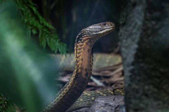 தன்னை கடித்ததால் ஆத்திரம்: நாகப்​பாம்பின் தலையை கடித்த போதை ஆசாமிக்கு சிகிச்சை