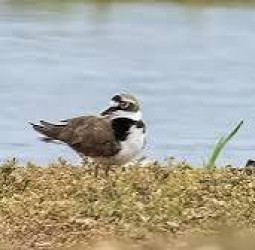 எலத்தூர் ஏரி 3-வது உயிரியல் பாரம்பரிய தலமாக அறிவிப்பு