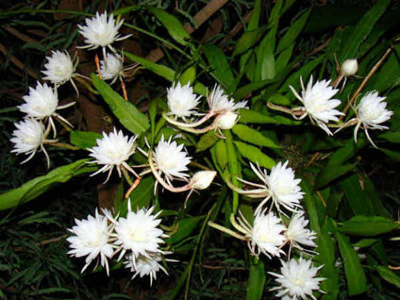 மரணம் பறித்த பூக்கள்