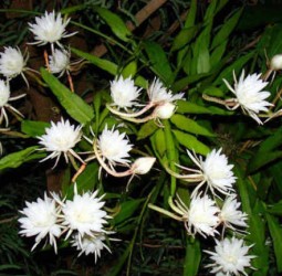 மரணம் பறித்த பூக்கள்