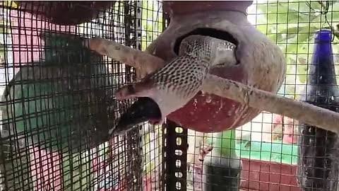 பறவைக் கூண்டுக்குள் புகுந்த நாகப் பாம்பு! 3 பறவைகளை விழுங்கியது!