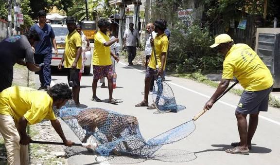 12,000+ தெரு நாய்களுக்கு மைக்ரோ சிப் பொருத்தி சென்னை மாநகராட்சி நடவடிக்கை