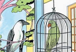 காகமும், கிளியும்...