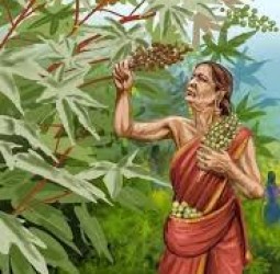 நம் முன்னோர்கள் நமக்கு விட்டுச் சென்ற ஆரோக்கியப் பொக்கிஷங்கள்