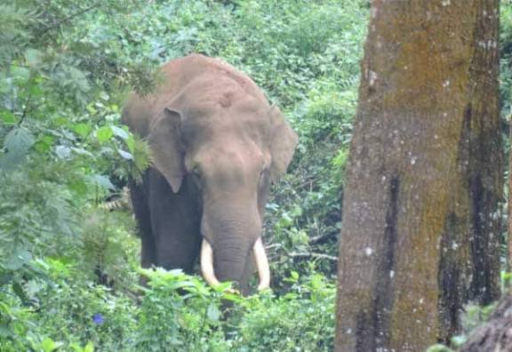 நீலகிரியில் 12 பேரை தாக்கிக் கொன்ற காட்டு யானயைப் பிடிக்க வனத்துறை உத்தரவு
