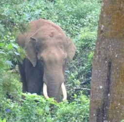 நீலகிரியில் 12 பேரை தாக்கிக் கொன்ற காட்டு யானயைப் பிடிக்க வனத்துறை உத்தரவு