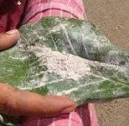 திருச்செந்தூர் கோயில் விபூதி