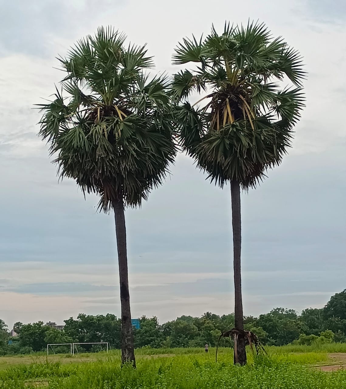 அழகியப் பனை இணையர்கள்...
