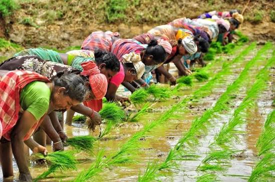 நாற்றுநடு: