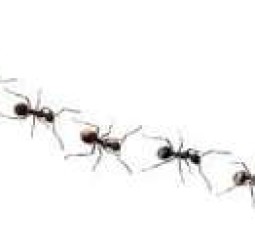 ஹைக்கூ எறும்புகள்..