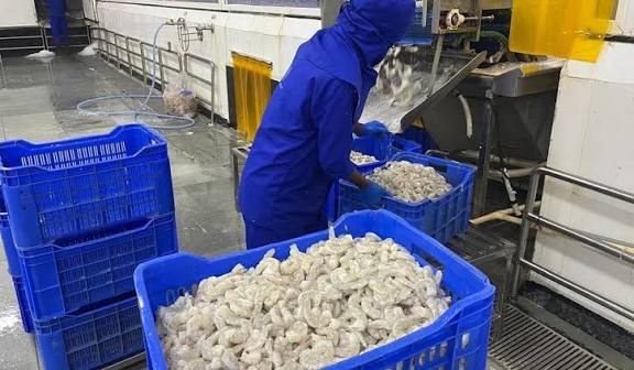 அமெரிக்காவின் 50% வரி விதிப்பு எதிரொலி: சீனாவுக்கான இறால் ஏற்றுமதி அதிகரிப்பு