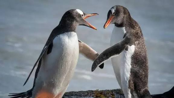 மெளனம் விலக