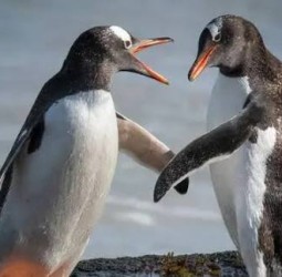 மெளனம் விலக