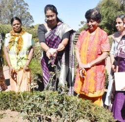 ரோஜா செடிகளில் கவாத்து பணி