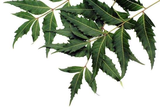 நோய் தீர்க்கும் வேப்பிலை உருண்டைகள்!