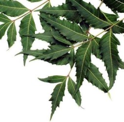 நோய் தீர்க்கும் வேப்பிலை உருண்டைகள்!