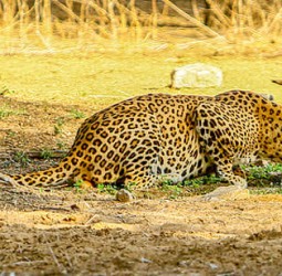 ராஜஸ்தான்: தற்காப்புக்காக சிறுத்தையை கோடரியால் தாக்கிக்கொன்ற விவசாயி