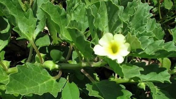 நெஞ்சொன்று