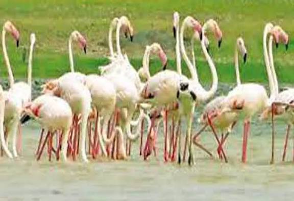 கோடியக்கரையில் பறவைகள் கணக்கெடுப்பு