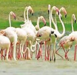 கோடியக்கரையில் பறவைகள் கணக்கெடுப்பு