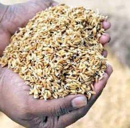 விதைநெல்!