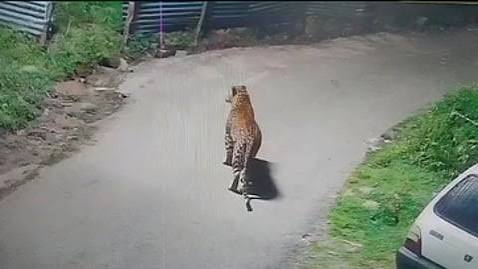 உ.பி.யில்: சிறுத்தை தாக்கி நான்கு வயது சிறுமி பலி