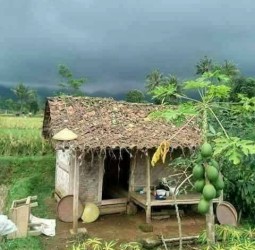 வயலுக்குள் வீடு