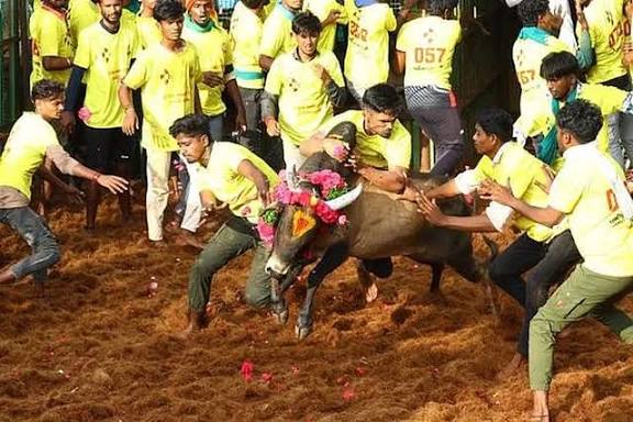 மாதாகோட்டையில் ஜல்லிக்கட்டு : 35 பேர் காயம்