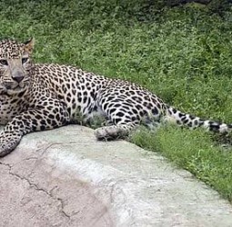 கோத்தகிரியில் சிறுத்தை தாக்கி ஐ.டி. ஊழியர் படுகாயம்