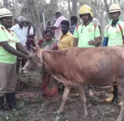 நெடுஞ்சாலைத்துறை வாறுகாலில் விழுந்த பசு மாடு