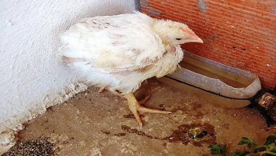 பட்டுக்கோட்டை கோட்டத்தில் கோழி கழிச்சல் தடுப்பூசி முகாம்