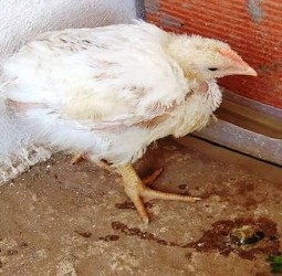 பட்டுக்கோட்டை கோட்டத்தில் கோழி கழிச்சல் தடுப்பூசி முகாம்