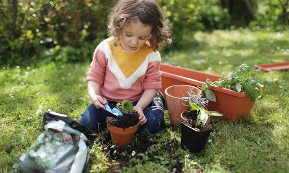 சிறுமலர் செடி வளர்ப்போம்