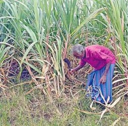 காஞ்சி, செங்கை மாவட்டங்களில் குறைந்து வரும் கரும்பு சாகுபடி!