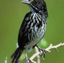 *பறவைகளைக்*                  *காப்போம்*!