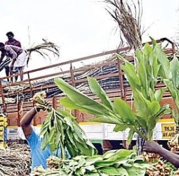 கோயம்பேட்டில் குவிந்த கரும்புகள்: ஒரு கட்டு ரூ.300 முதல் ரூ.600 வரை விற்பனை