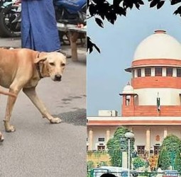 தெருநாய்களை கட்டுப்படுத்துவதில் மாநில அரசுகள் தீவிரம் காட்ட வேண்டும்: சுப்ரீம் கோர்ட் அதிரடி உத்தரவு