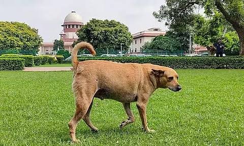 தெருநாய்கள் விவகாரம்: மாநில அரசுகளின் செயல்பாடுகள் மீது சுப்ரீம் கோர்ட்டு அதிருப்தி