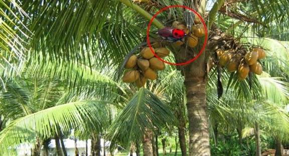 தென்னை மரங்களை தாக்கும் சிவப்பு கூன் வண்டுகளை கட்டுப்படுத்தும் பெரோமோன் வலை: தேனியில் விவசாயிகளுக்கு விழிப்புணர்வு